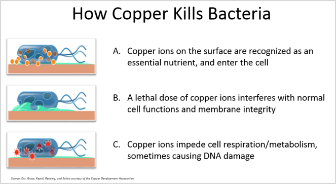 How copper kills bacteria2